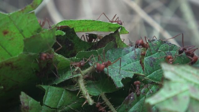 Leafcutter ants are working (Atta sexdens)