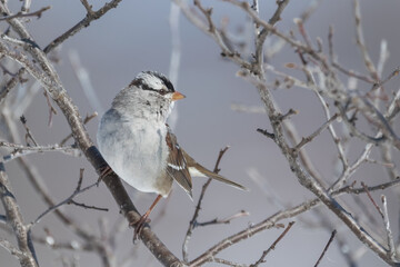 White Crowned Sparrow 