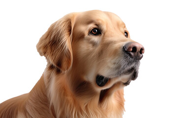 Golden Retriever Dog On Isolated Transparent Background, png. Generative AI