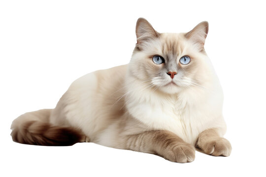 Mekong Bobtail Cat On Isolated Transparent Background, png. Generative AI