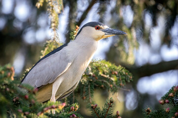 Obraz premium Black-Crowned Night Heron 