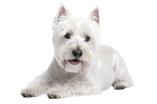 West Highland White Terrier Dog On Isolated Transparent Background, png. Generative AI