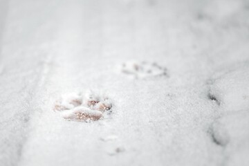 Traces of a dog in the winter in the snow. Close-up of an animal paw print on a snow. Pets adventures in winter.