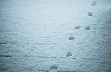 animal tracks on fresh snow