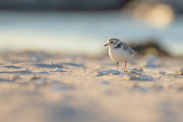 bird on the beach