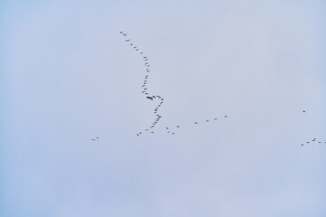 a flock of birds isolated on the sky