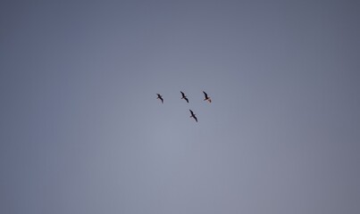 a flock of birds isolated in the sky