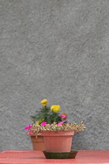 Flowerpot on an outdoor table