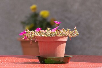 Flowerpot on an outdoor table