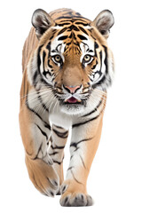 Fototapeta premium an isolated bengal tiger front view, walking towards, stalking prey, fierce jungle-themed photographic illustration on a transparent background in PNG, Generative AI