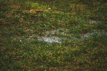 water puddles on the grass. gravel and clay can not absorb rainwater.