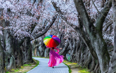 Asian woman walking in a cherry blossom garden on a spring day Rows of cherry trees in Kyoto Japan.