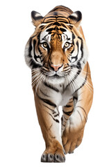 an isolated bengal tiger front view, walking towards, stalking prey, fierce jungle-themed photographic illustration on a transparent background in PNG, Generative AI