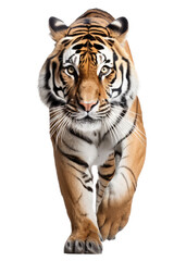 Obraz premium an isolated bengal tiger front view, walking towards, stalking prey, fierce jungle-themed photographic illustration on a transparent background in PNG, Generative AI