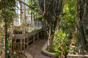 evergreen succulent plants growing in the garden