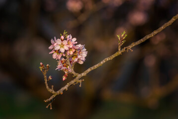 Branches of blossoming cherry macro with soft focus on gentle light blue sky background in sunlight with copy space.