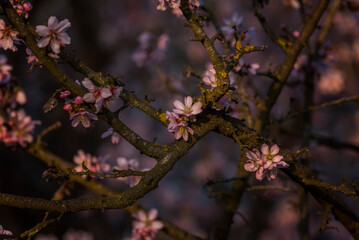 Branches of blossoming cherry macro with soft focus on gentle light blue sky background in sunlight with copy space.