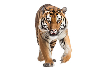 Obraz premium an isolated bengal tiger front view, walking towards, stalking prey, fierce jungle-themed photographic illustration on a transparent background in PNG, Generative AI