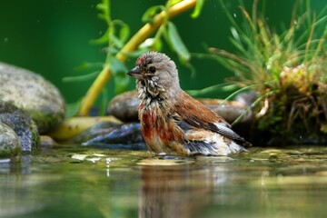 Linnet, Carduelis cannabina, female bathes in the water of a bird watering hole. Czechia.
