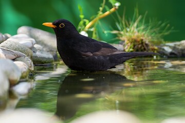  Male blackbird (Turdus merula) stands in the water of a bird watering hole. Czechia.