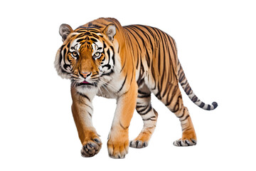 Fototapeta na wymiar an isolated bengal tiger front view, walking towards, stalking prey, fierce jungle-themed photographic illustration on a transparent background in PNG, Generative AI