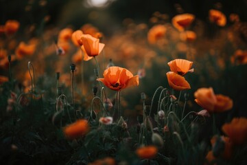Wildflowers Poppies background. Generative AI