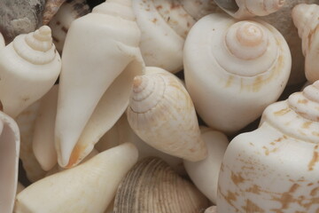 Sea Shells Background, Seashell texture