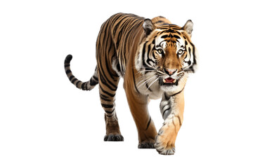 Obraz premium an isolated bengal tiger front view, walking towards, stalking prey, fierce jungle-themed photographic illustration on a transparent background in PNG, Generative AI