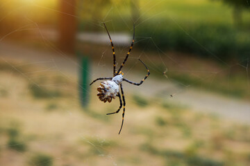 Spider hanging on a web close-up. High quality photo