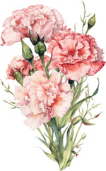 carnation flower watercolor