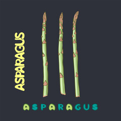 Asparagus isolate on dark background. Word, letters asparagus. Colour vector illustration, hand drawn green asparagus sprouts. Sign, symbol. Badge vegetable. Healthy food for wrapping, banner