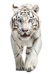 Obraz na płótnie Canvas an isolated white tiger front-view portrait, jungle-themed photorealistic illustration on a transparent background cutout in PNG, Generative AI
