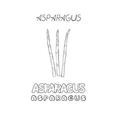 Asparagus isolate on white background. Word, letters asparagus on white background. Line art hand drawn asparagus sprouts. Monochrome sign, symbol. Badge vegetable. Healthy food for wrapping, banner