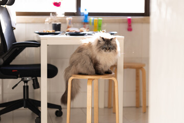 Fluffy cat sitting on a stool in the kitchen