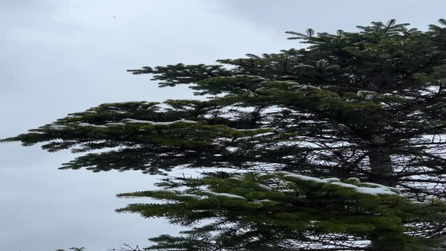 Fir tree abies gracilis against moody sky.