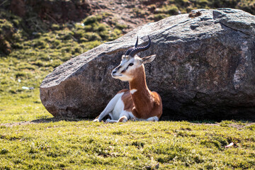 Dama gazelle (Nanger dama) laying down. Addra gazelle. Mhorr gazelle. 