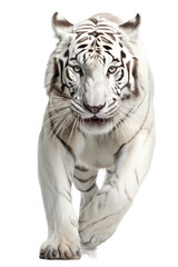an isolated white tiger front-view portrait, jungle-themed photorealistic illustration on a transparent background cutout in PNG, Generative AI