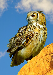 Eurasian eagle owl perched on a rock