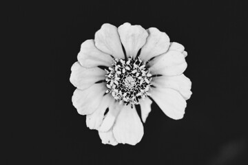 black and white, light and dark flower, horizontal closeup 
