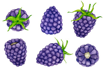 Watercolor blackberry set isolated on white background. Design elements for packaging, logo, cards, etc..