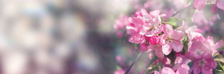Natural banner of blossoming apple tree. Pink spring flowers on a blurred background.