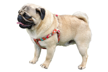 isolated on white standing full length mops pug dog with tongue out