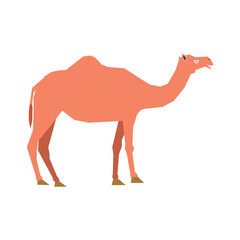 Camel Vector Illustration