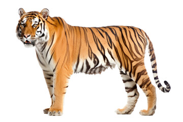 Obraz premium an isolated Bengal tiger walking side view, majestic, stalking prey, fierce jungle-themed photorealistic illustration on a transparent background in PNG. horizontal. Generative AI