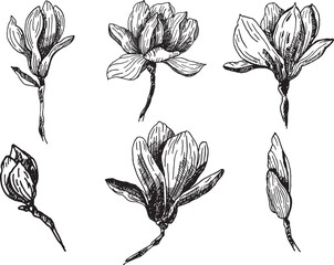 A set of illustrations of magnolia vector. Magnolia isolated on a white background. Ink drawing of magnolia flowers, hand-drawn in ink. Vector graphics of flowers. © alexandra nova