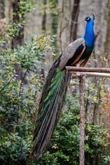 Fototapeta premium Peacock in the park