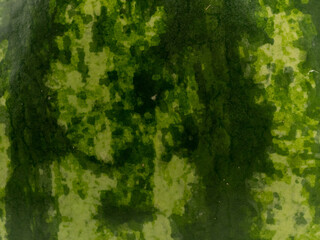 Background from the peel of watermelon. Texture of watermelon peel. Close-up.