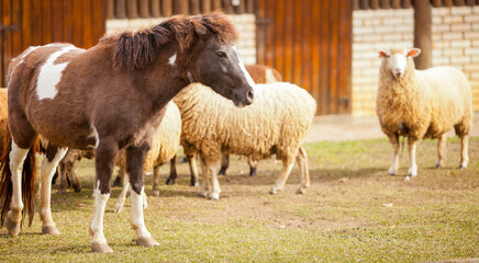 Sheep, cows and horses being treated and fed on the farm