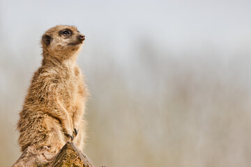 Erdmännchen (Suricata suricatta) - Meerkat