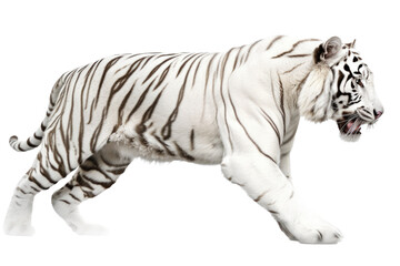 an isolated white tiger walking, prowling, side-view portrait, jungle-themed photorealistic illustration on a transparent background cutout in PNG, generative ai